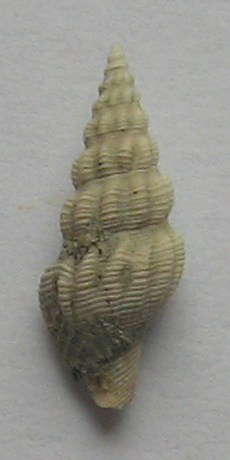 gasteropode da determinare 3